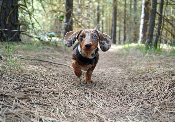 50 Questions Dachshund Owners Ask