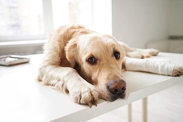 My Dog is Injured: What Should I Do?