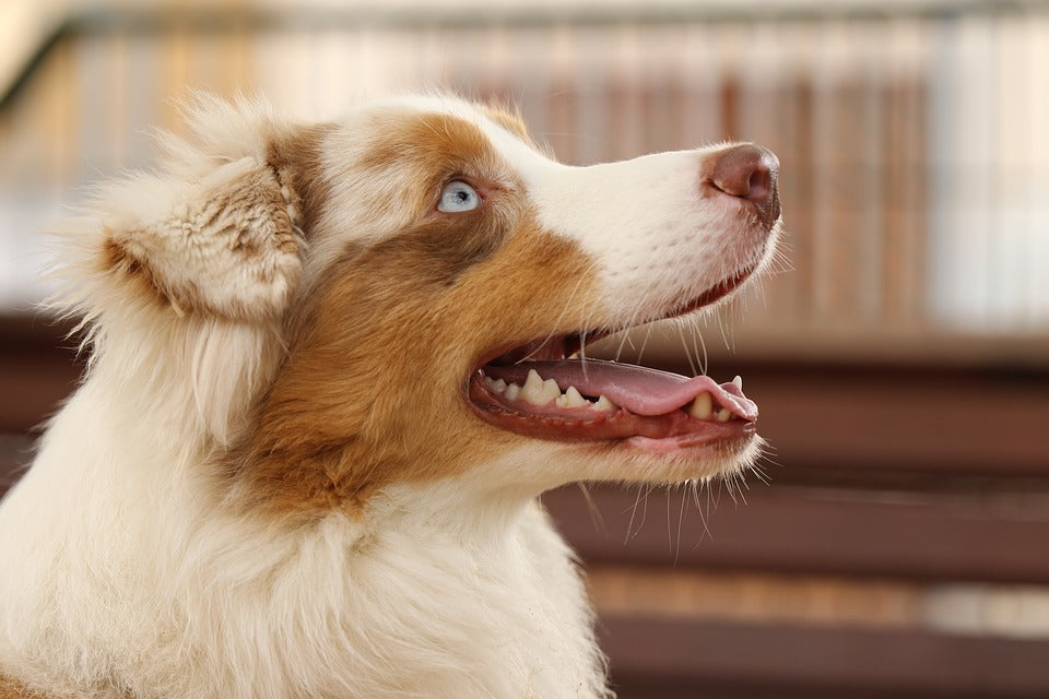 Neutering Dogs: Should I Neuter My Dog?