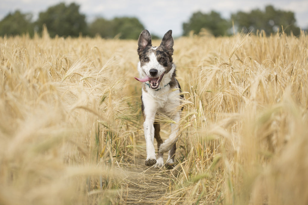 Best high fibre foods for your dog