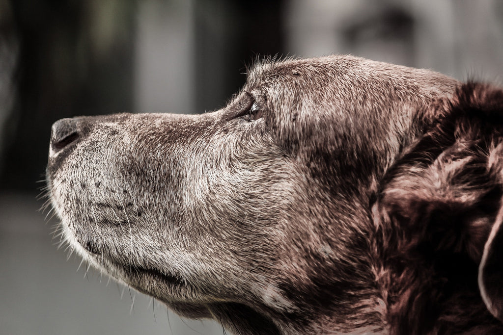 Top tips on caring for senior dogs
