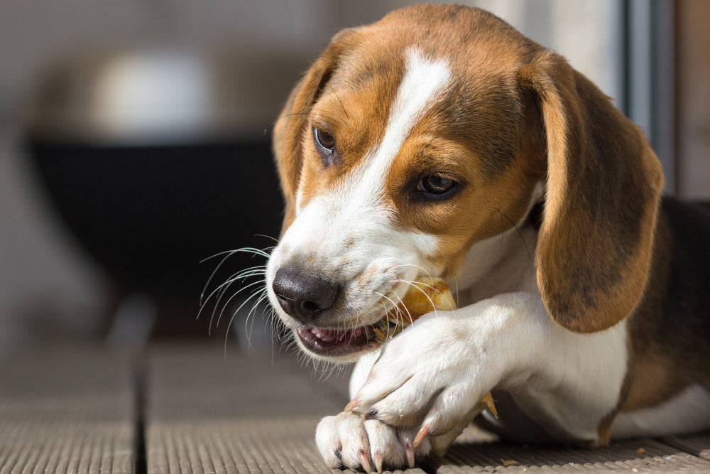 The Vital Role of Bones in a Raw Dog Food Diet