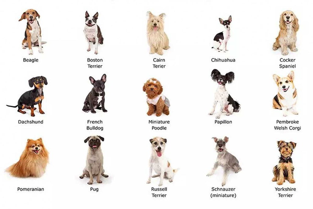 The most popular dog breeds in the UK