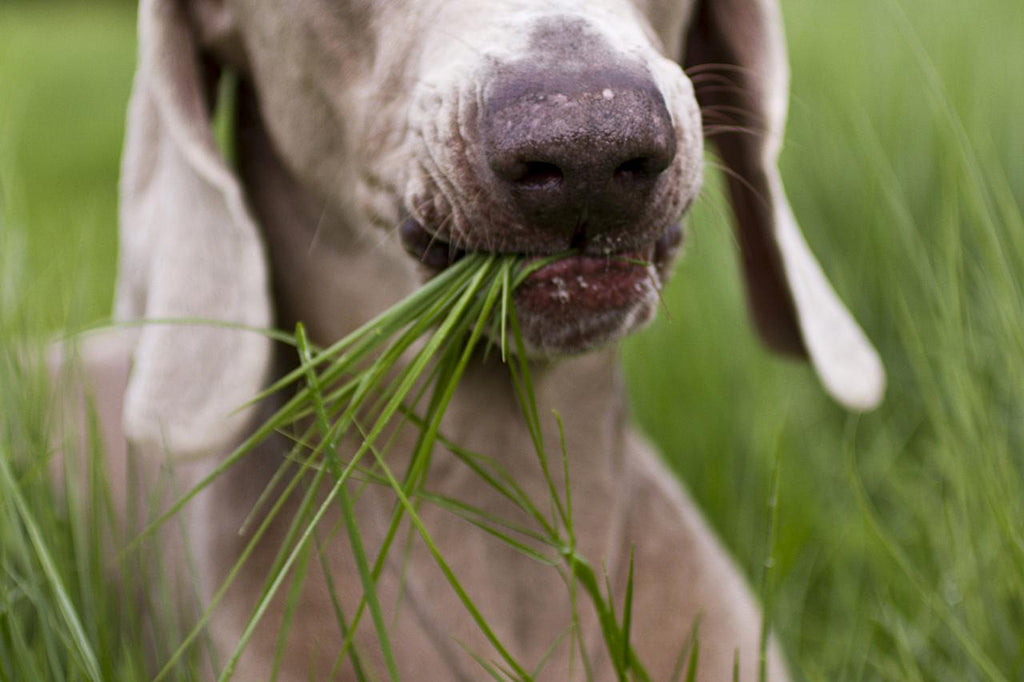 Why Your Dog Might Be Eating Grass (And When You Should Worry)