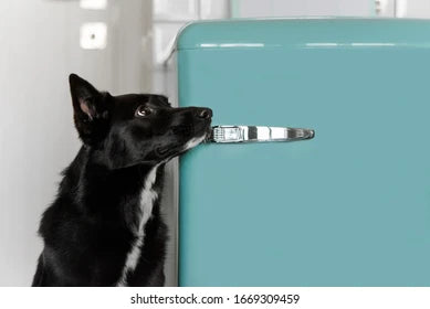 Safe Storage Solutions for Raw Dog Food