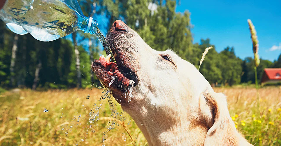 Understanding Hydration Needs on a Raw Dog Food Diet