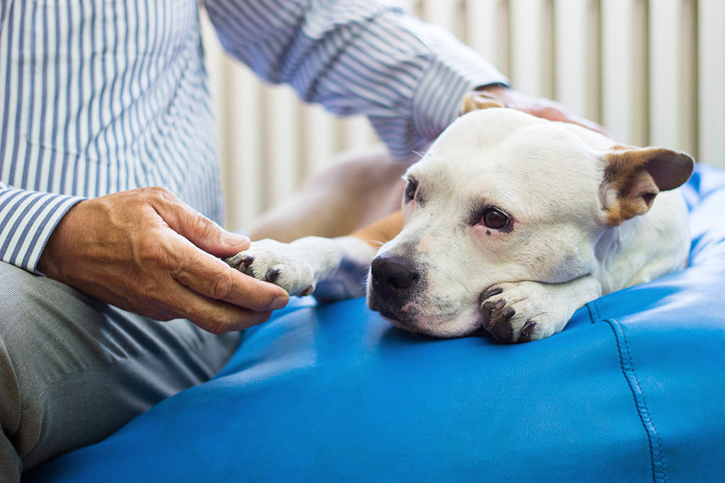 Why Throwing Sticks for Dogs Is a Bad Idea: What Every Dog Owner Should Know