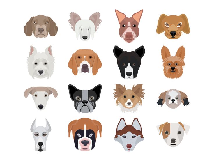 Top 50 Most Popular Dog Names in the UK (2025 Edition)
