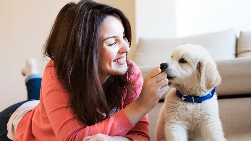What to Do When You Go on Holiday Without Your Dog: 20 Questions Answered for Owners Using a Dog Sitter