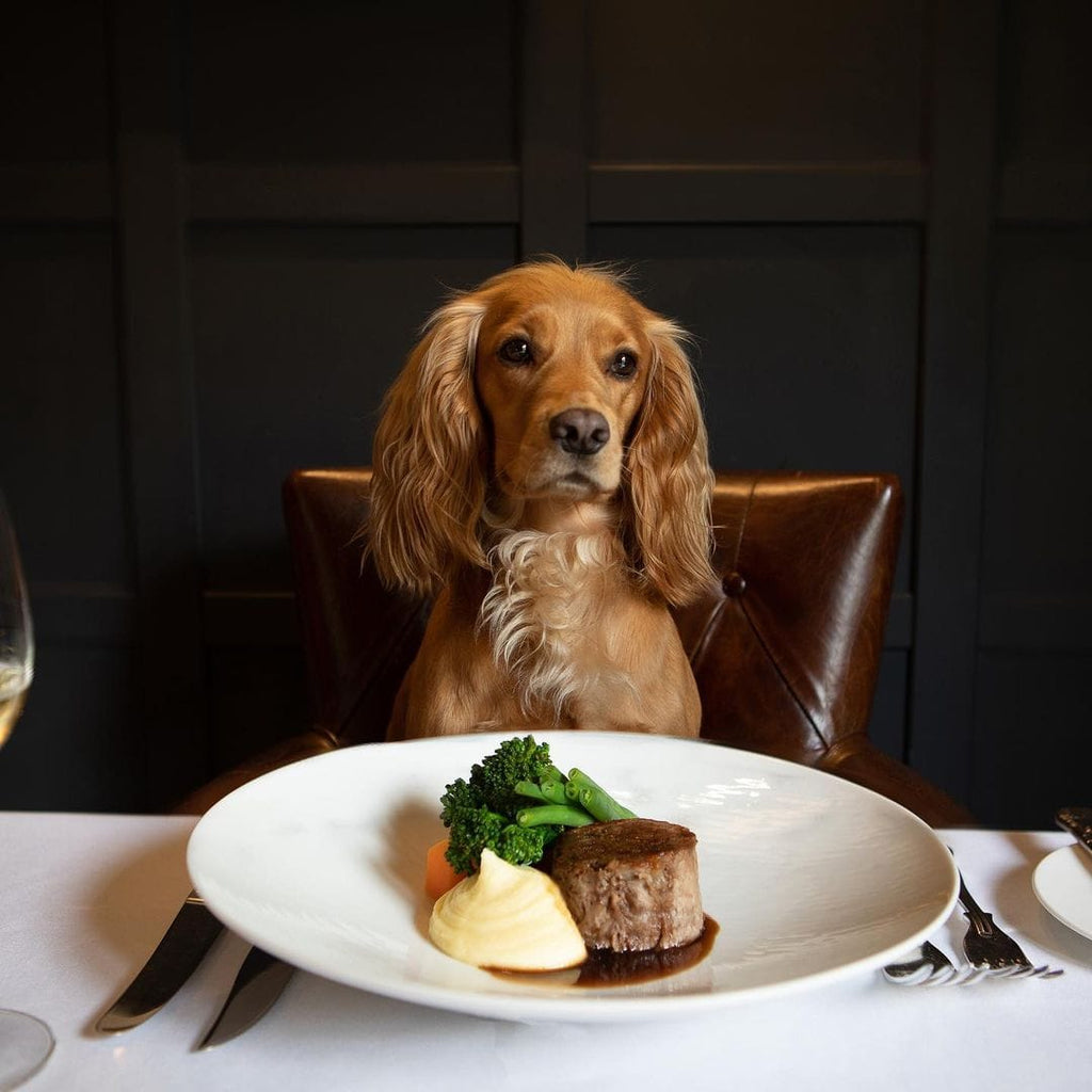 Eating out: Dog Dining Etiquette