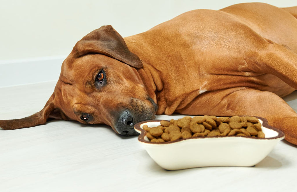 What’s Wrong with Dry Dog Food? Experts and Research Weigh In