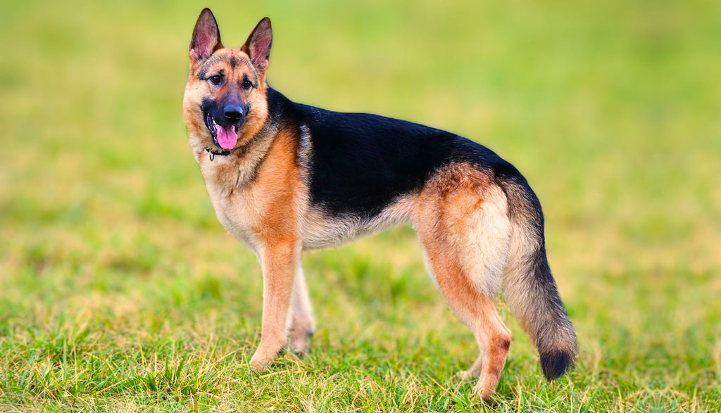 50 Questions German Shepherd Owners Ask