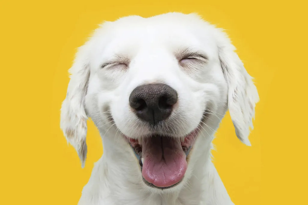 Why Raw Dog Food is the Ultimate Choice for Pet Health