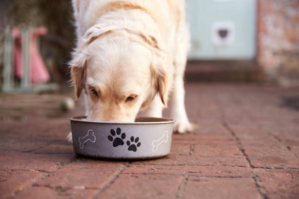 Crafting a Seasonal Raw Dog Food Menu for Happy Pups