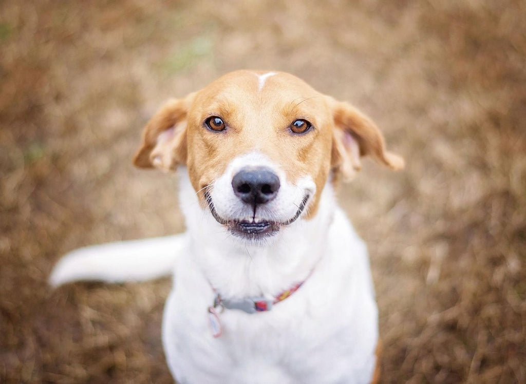 Create Balanced Raw Dog Food Meals for Happy Pooches