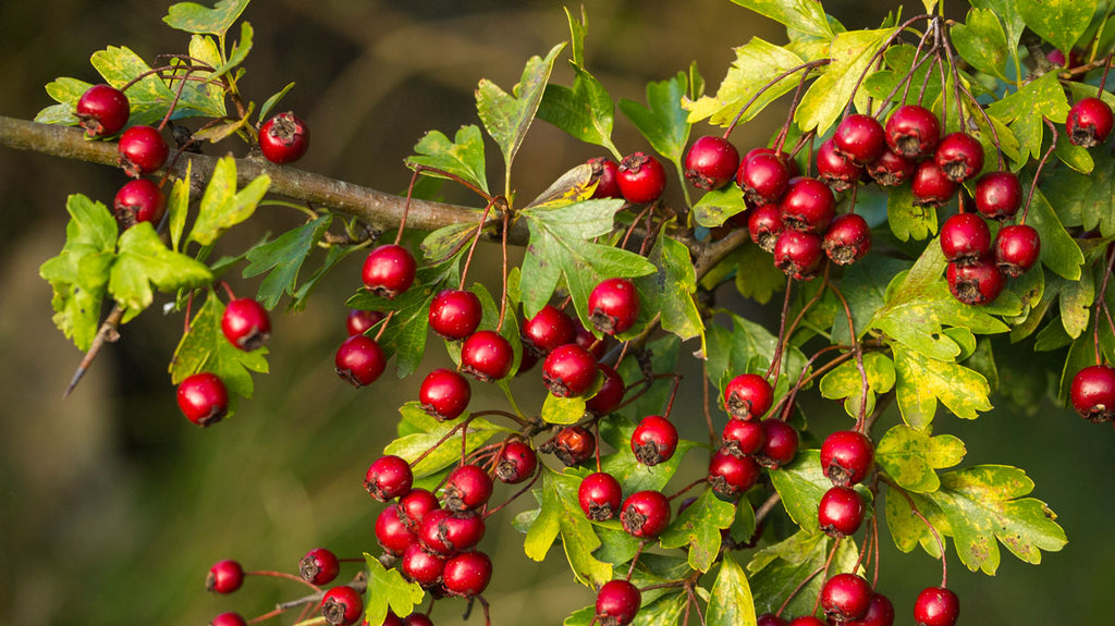 Why We Include Hawthorn Berries in Our Dog Food