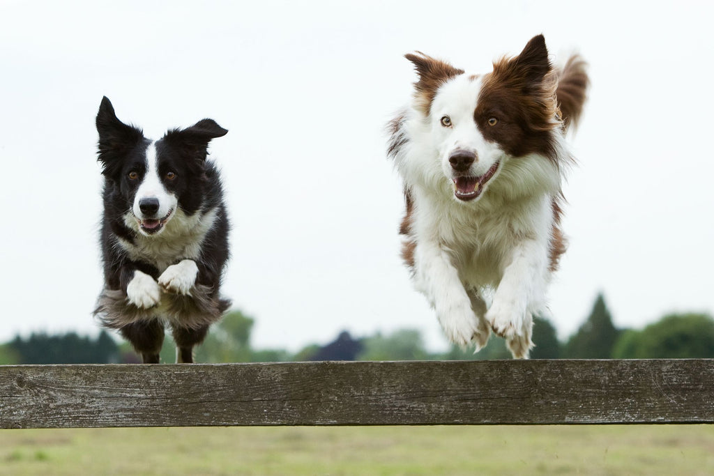 Raw Dog Food: Unleashing Energy and Behavioural Benefits