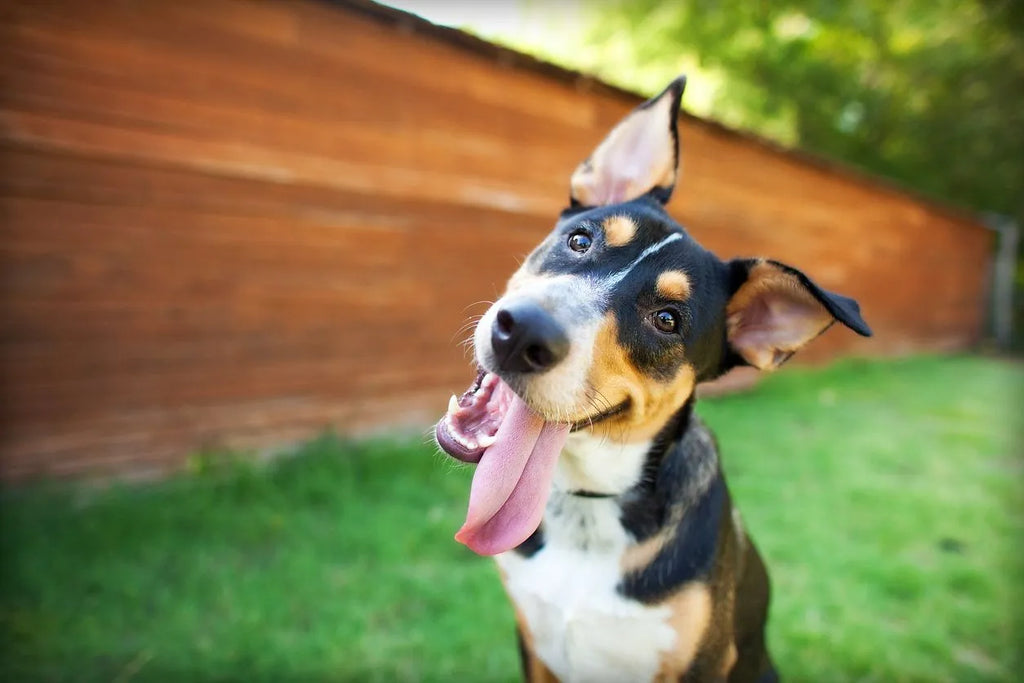 Transform Your Dog’s Life: Raw Food Impact on Health