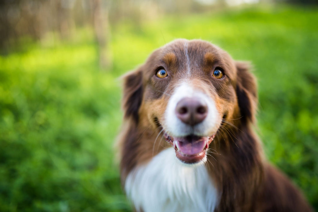 Signs Your Dog is Thriving on a Raw Food Diet