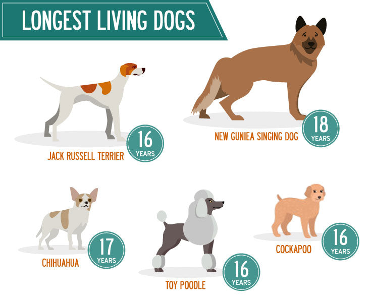 How Long Do Dogs Live?