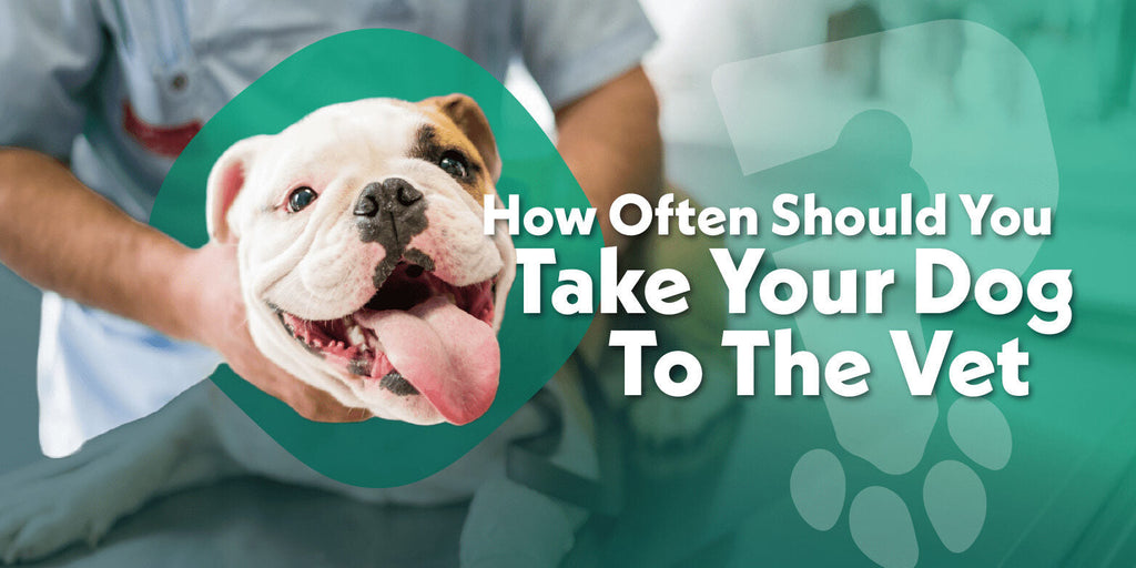 How Often Should I Take My Dog to the Vet?
