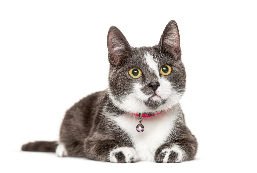 Boost Your Cat’s Joy: Five Simple Happiness Hacks