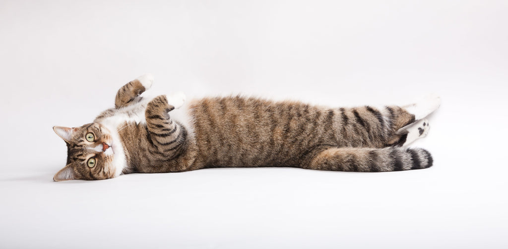 Winning Over Your Fussy Feline: Tips for Picky Eaters