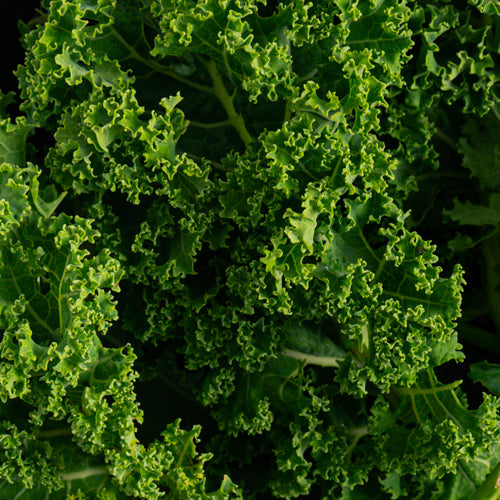 The Vital Role of Fruits and Vegetables in a Raw Diet