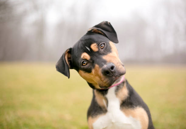Everything You Wanted to Know About Dog Food, But Were Afraid to Ask
