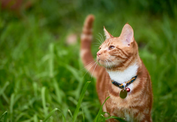 Essential Tips for Ear Care in Cats