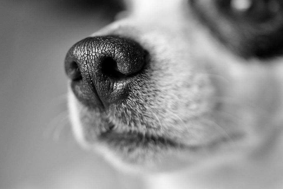 Why Do Dogs Have Whiskers? Movember Musings