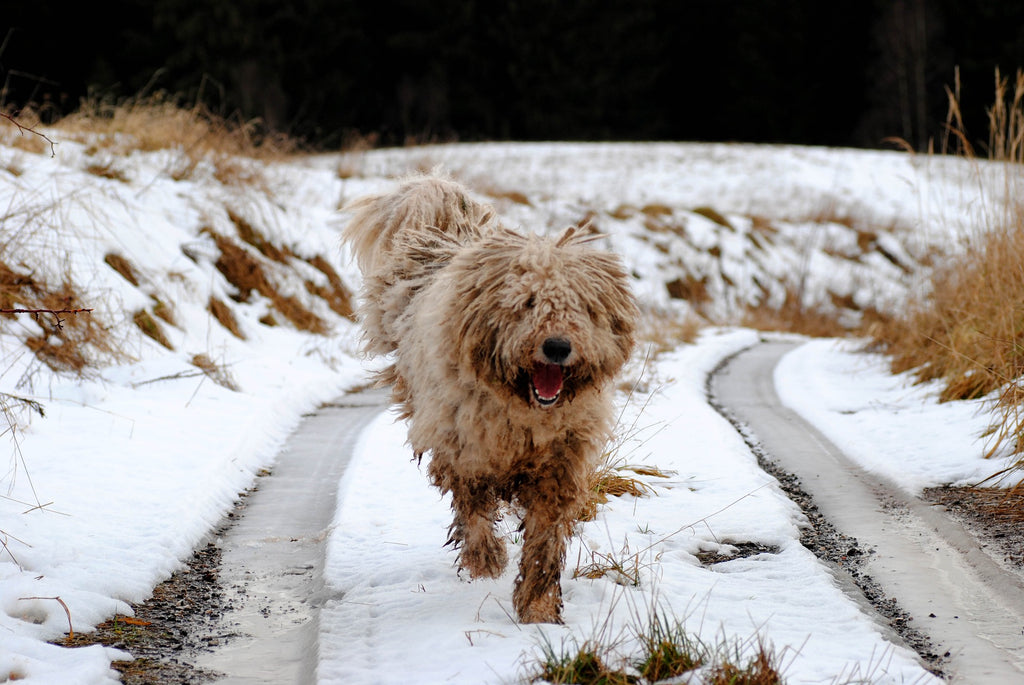 Fun Things To Do With Your Dog In The Winter