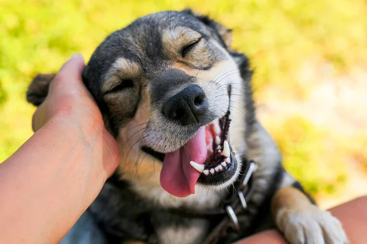 The Connection Between Dog Nutrition and Skin Health