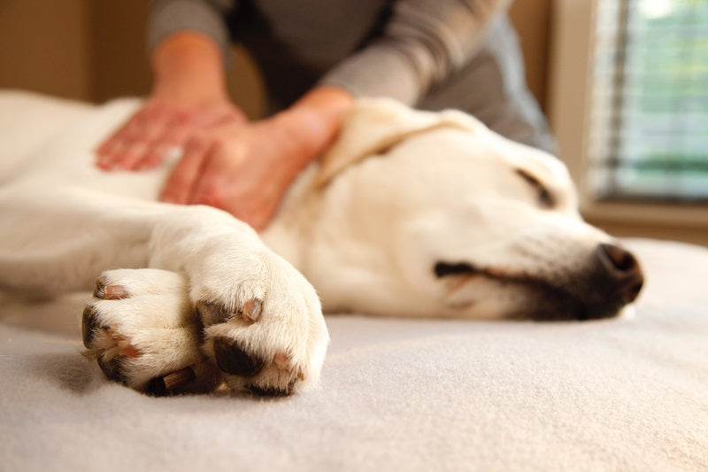 Dog Massage Diaries: Can I Massage My Dog?