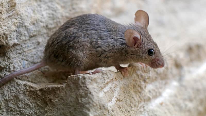 How to Deal With Mice Without Endangering Your Pets