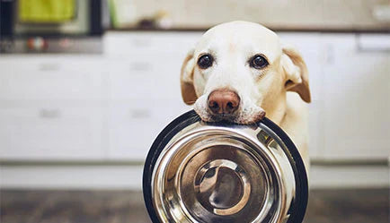 Hygiene Tips for Handling Raw Dog Food Safely