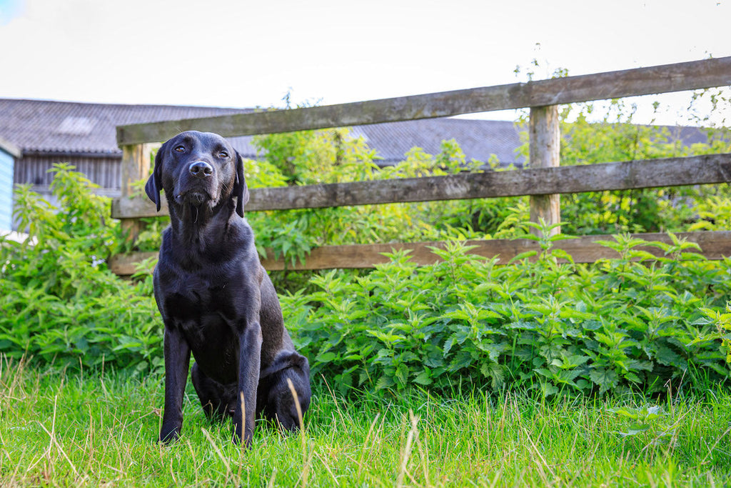 The Green Choice: The Environmental Impact of Raw Dog Food