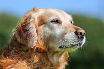 How a Fresh Diet Like Poppy’s Picnic Can Help a Dog with Arthritis