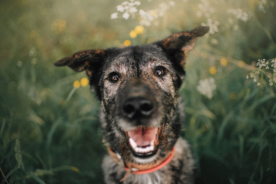 The Role of Raw Dog Food in Senior Dog Nutrition