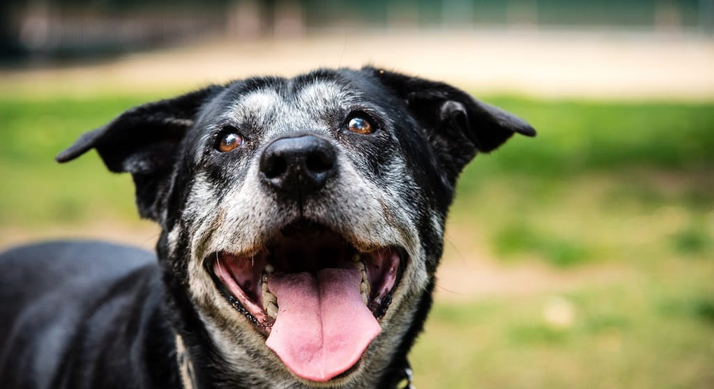 Why Poppy’s Picnic Food is Great for Older Geriatric Dogs