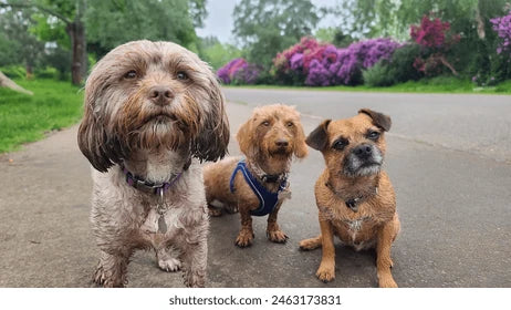 Choose the Best Raw Dog Food for Your Breed