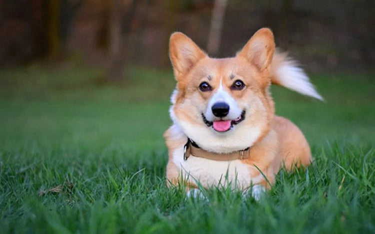 The Environmental Impact of Raw Dog Food