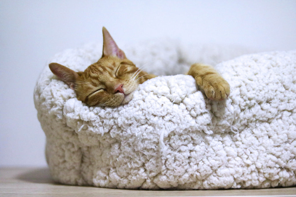 Storing and Serving Raw Cat Food Safely