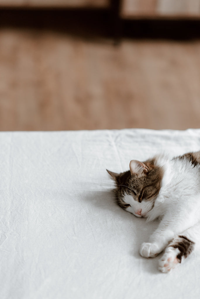 7 Essential Tips for Your New Cat's First Week Home