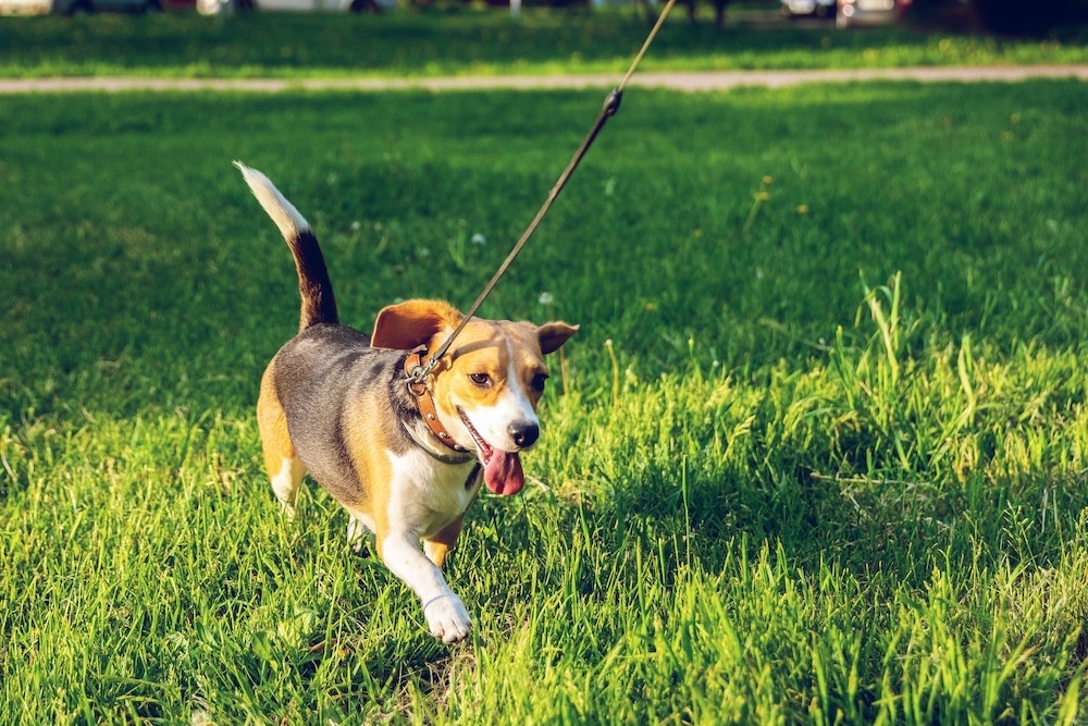 How to stop a dog pulling on the lead