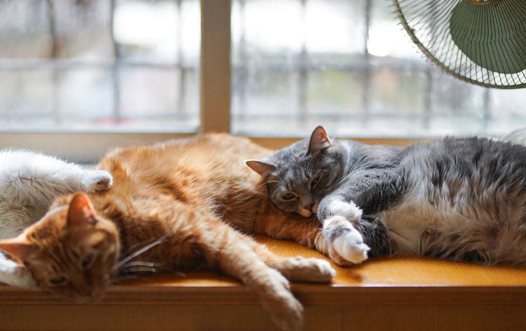 Keep Your Indoor Cat Active and Curious Every Day