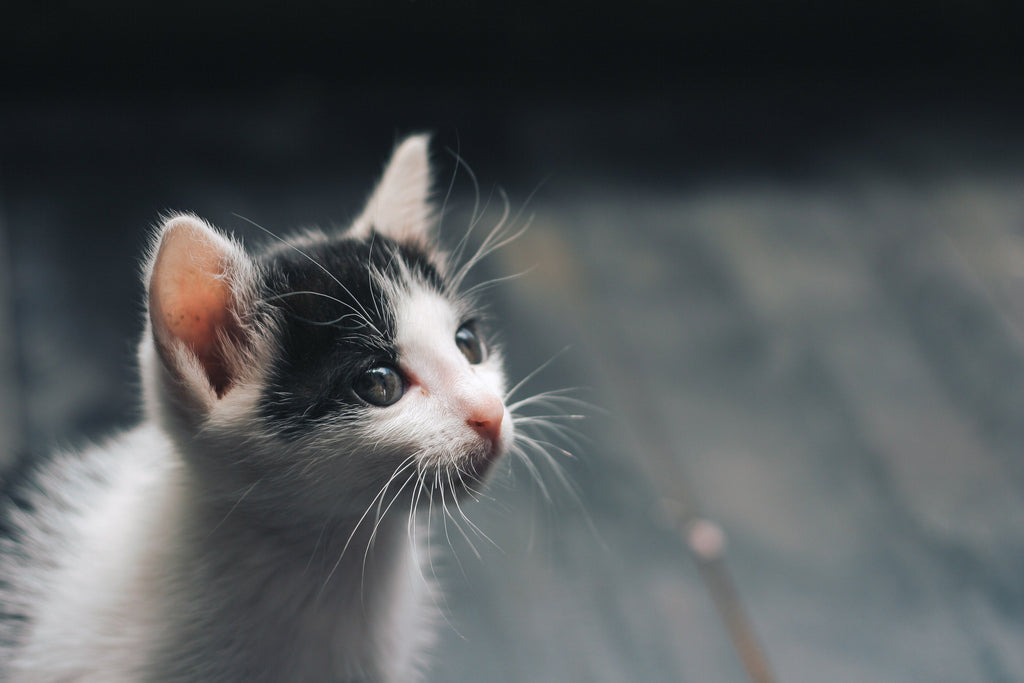 Feeding Kittens Raw Food: What You Need to Know