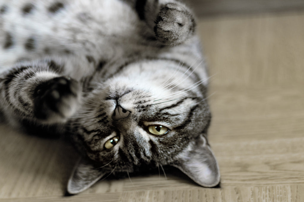 Should You Feed Your Cat Grazing or Set Meals?