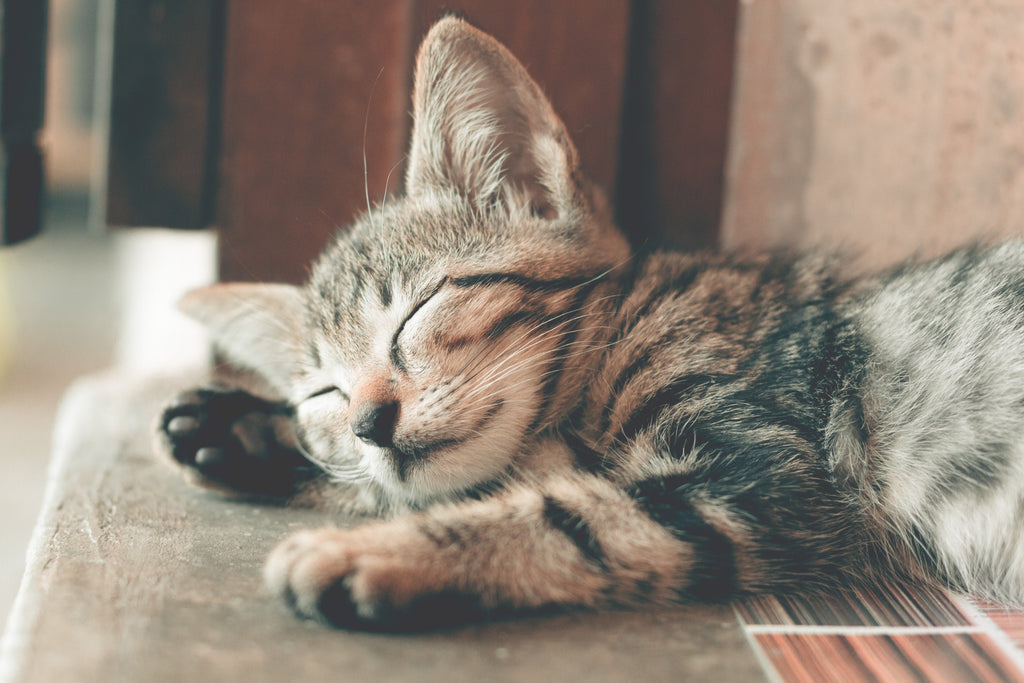 Everything you need to know about getting a kitten: 50 questions answered