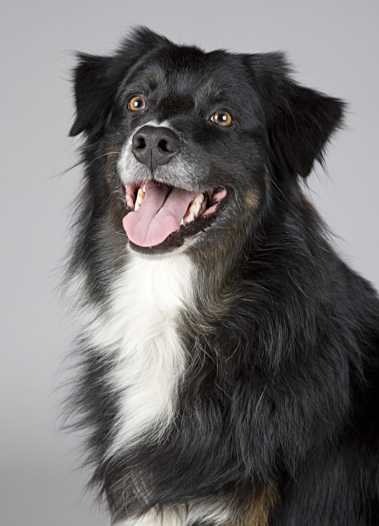 50 questions new rescue dog owners ask